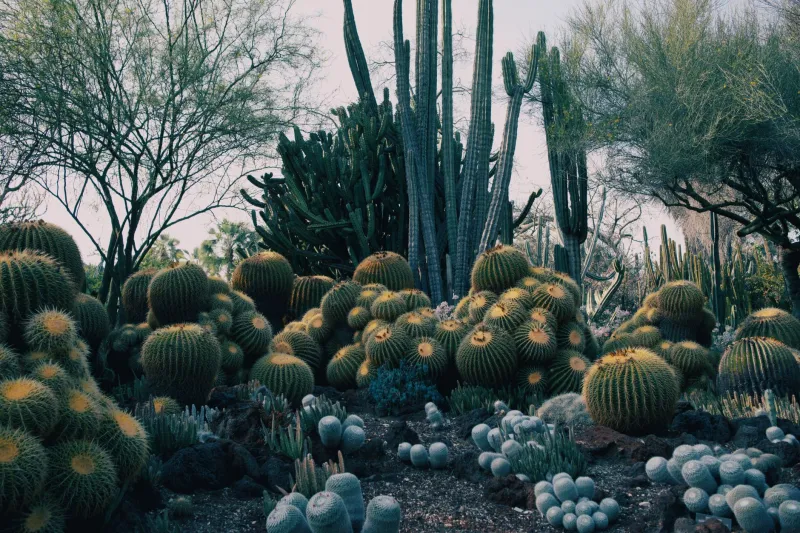 Dirt, Drought, and Drop-Dead Gorgeous: Building a Yard That Loves the Southwest as Much as You Do